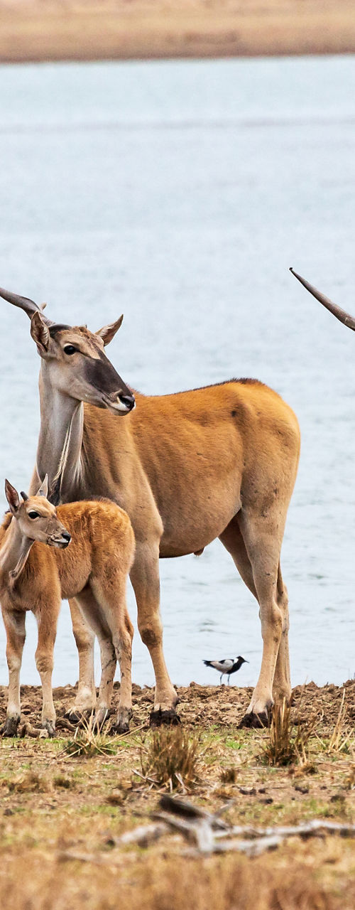 Group of antelopes near a serene lake