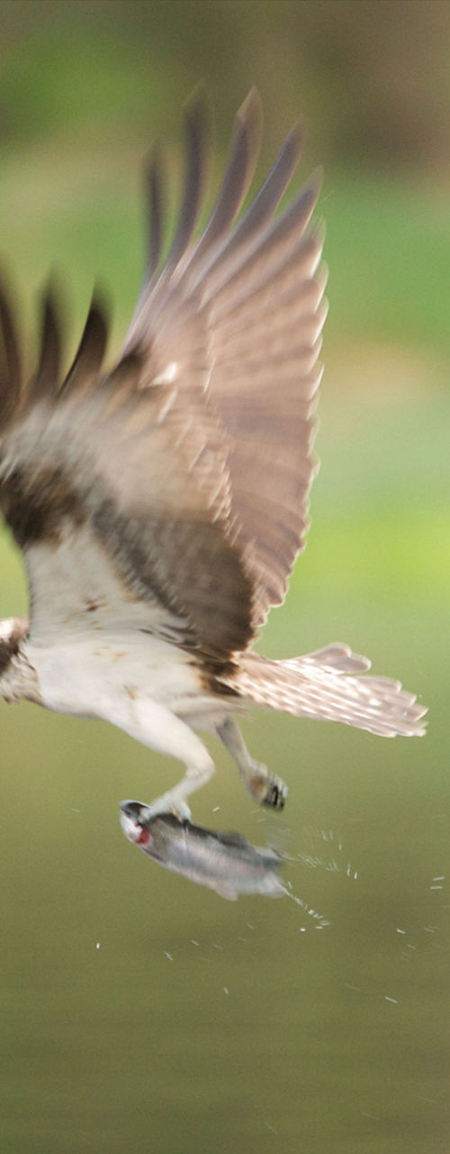 Osprey catching fish over calm water