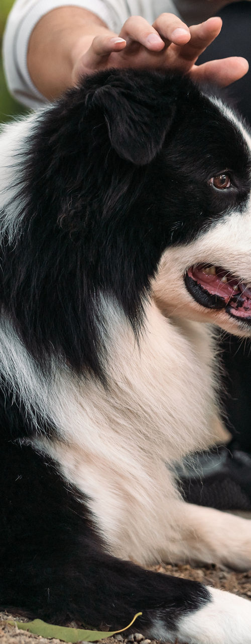 Border Collie resting outdoors with owner