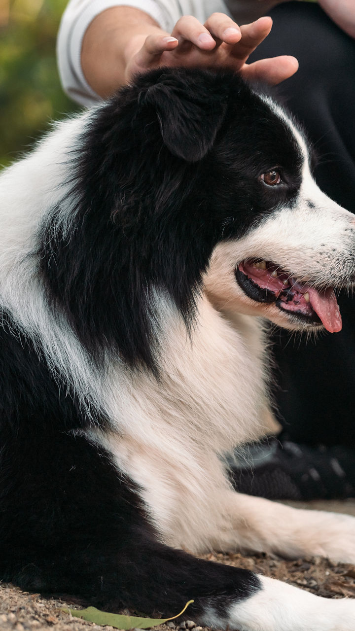 Sheepdogs of Shetland