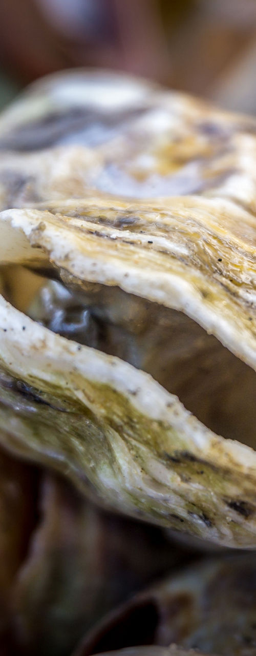 Close-up of assorted seashells and oyster