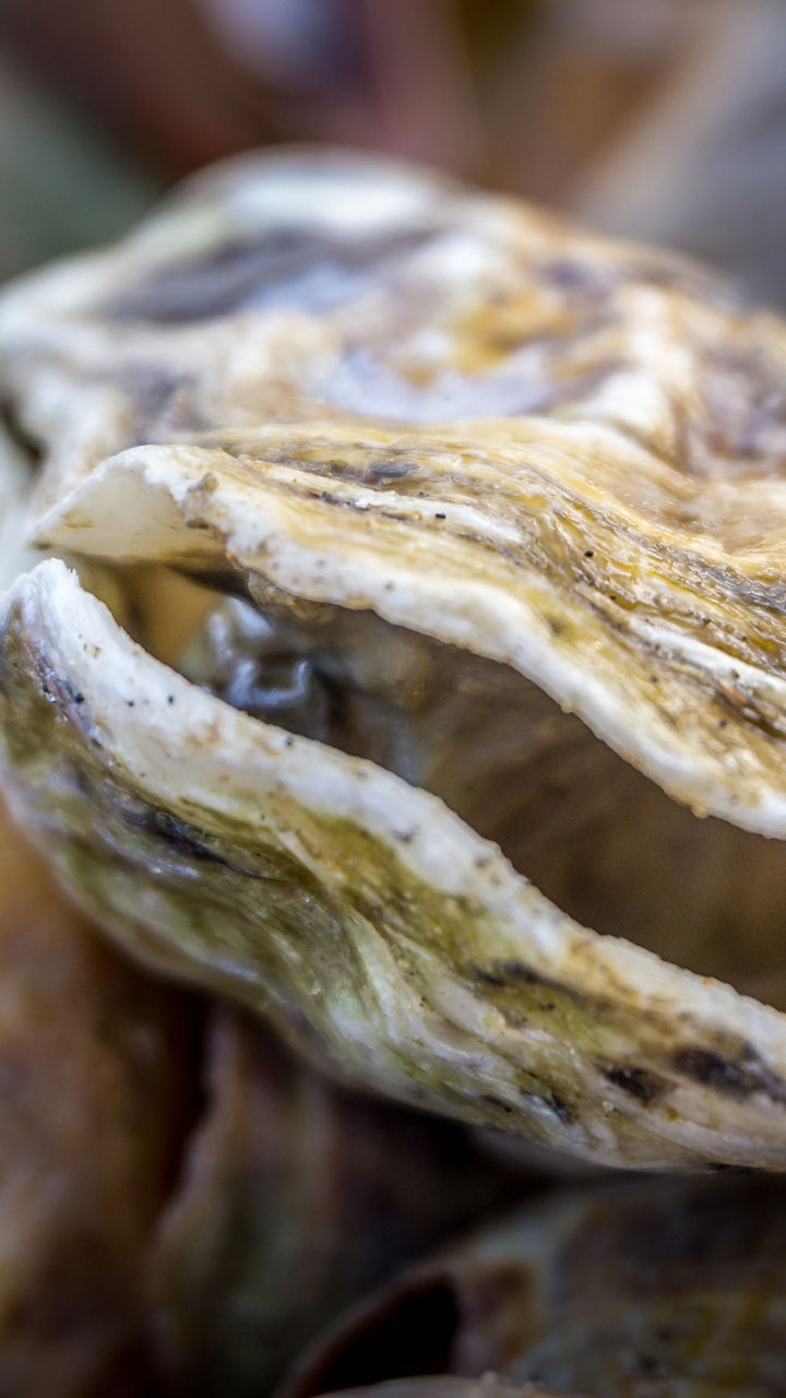 Whitstable Oysters
