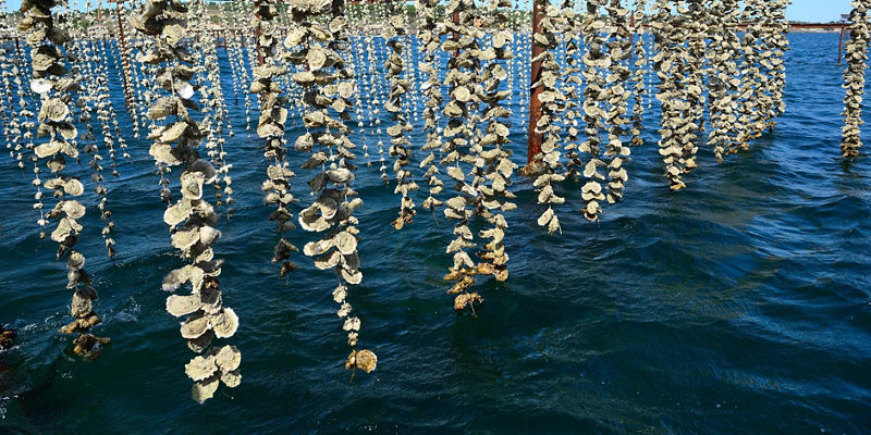Hanging oyster farm over clear blue water