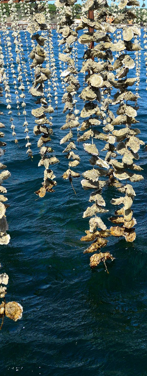 Hanging oyster farm over clear blue water