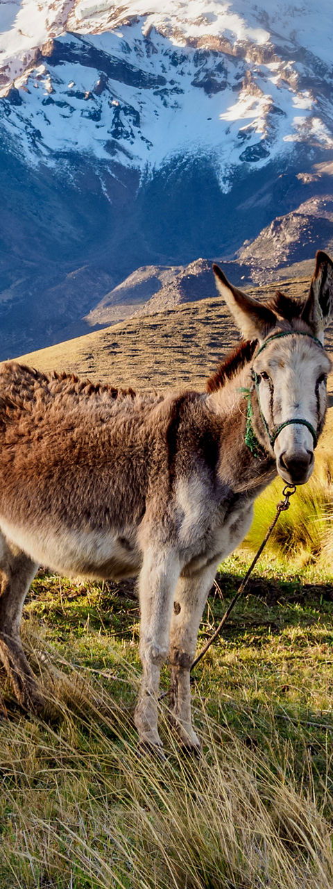 Two donkeys in mountain landscape