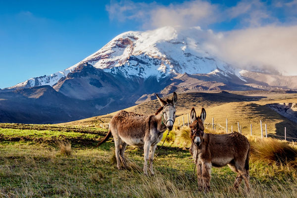 Two donkeys in mountain landscape