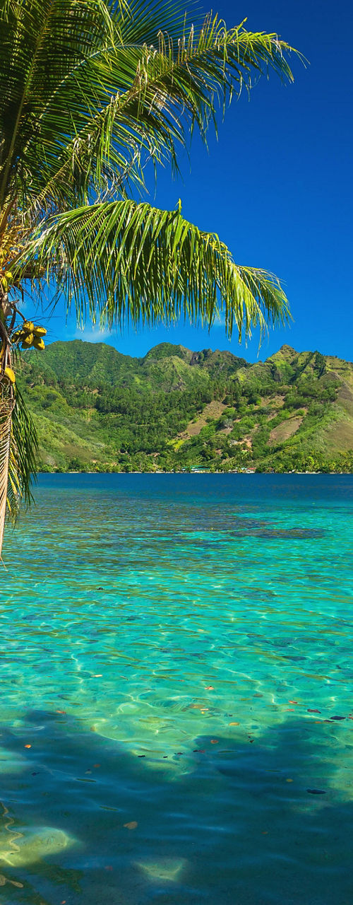 Tropical beach with palm trees and cruise ship
