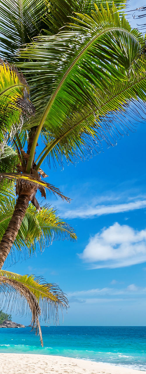 Tropical beach with palm trees and blue sky