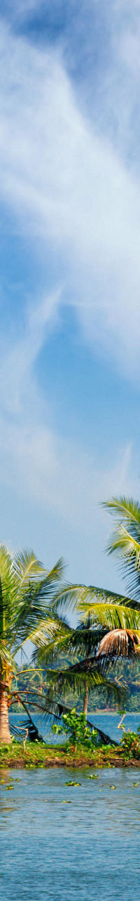 Tropical palm trees by serene water