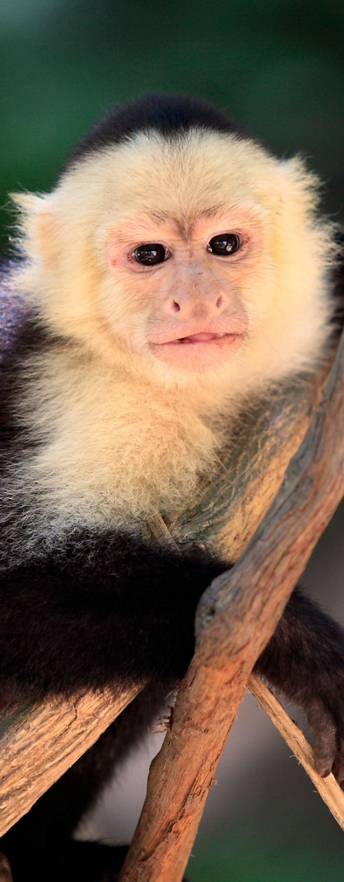 Black-and-white monkey perched on tree branch