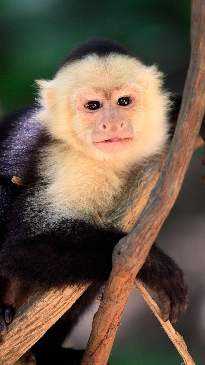 Black-and-white monkey perched on tree branch