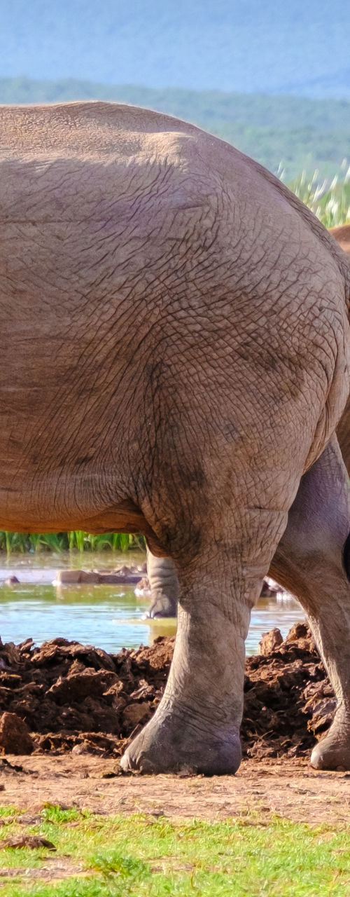 Elephants by a Waterhole in Nature