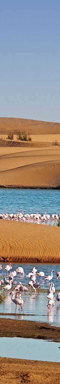 Flamingos in desert oasis with dunes