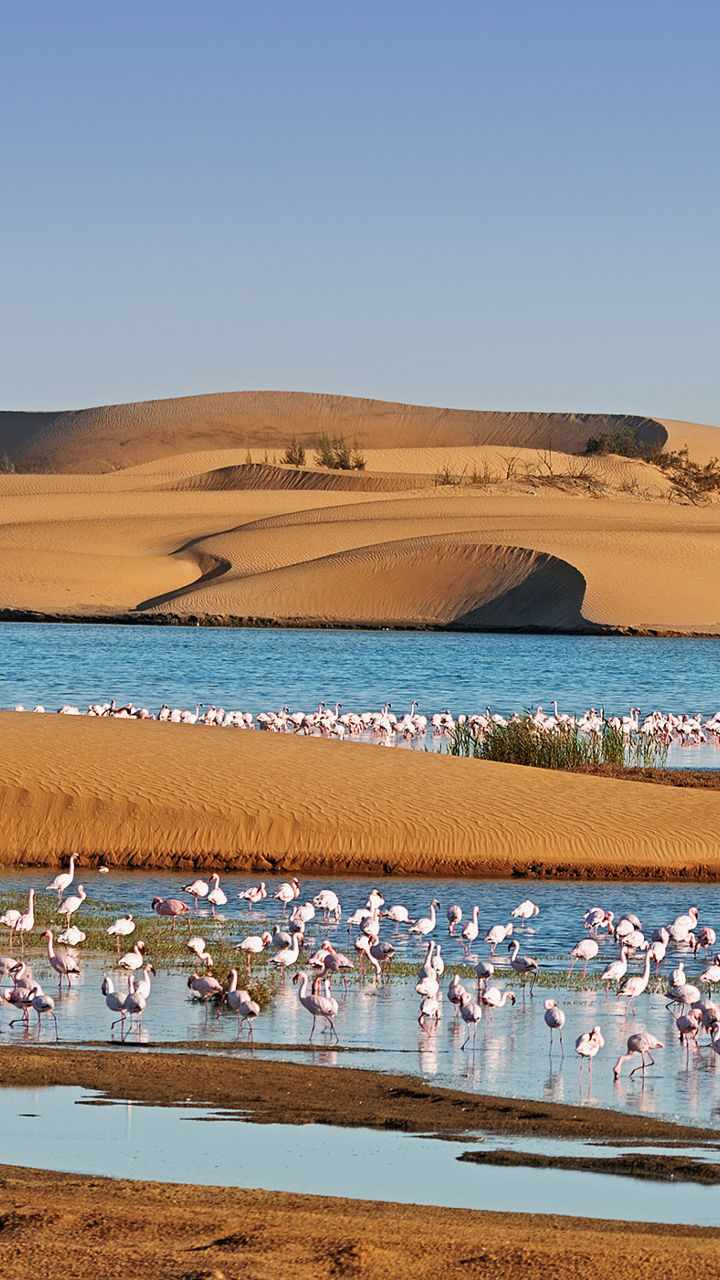 Flamingos in desert oasis with dunes