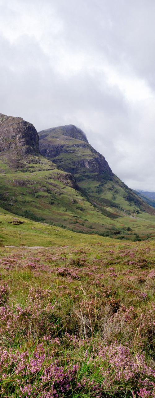 Scenic mountain valley with purple heather