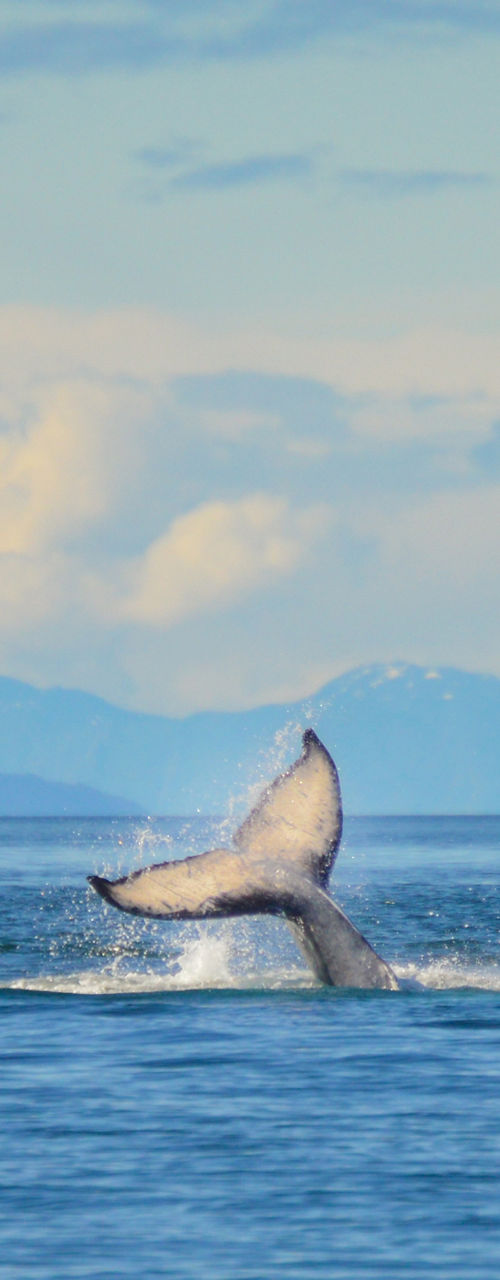 Whale Tail Diving in Calm Ocean Waters