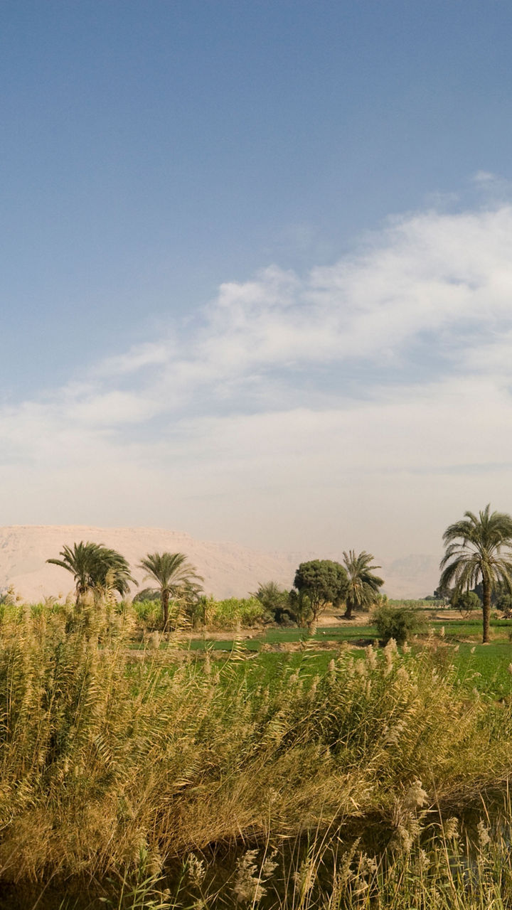 Lush palm grove beside desert farmland
