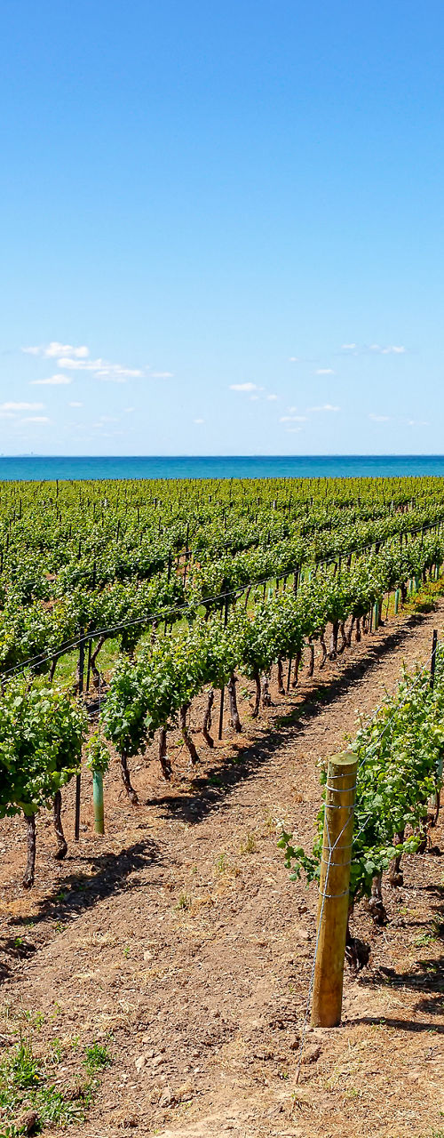 Vineyard rows with scenic lake view