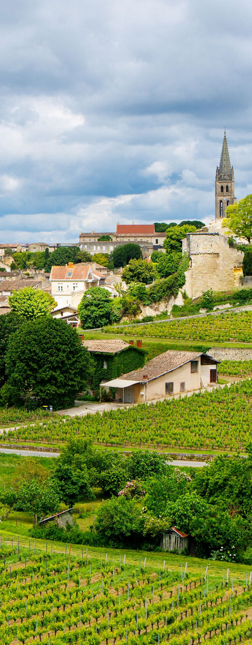 Vineyard Landscape with Historic Village and Church