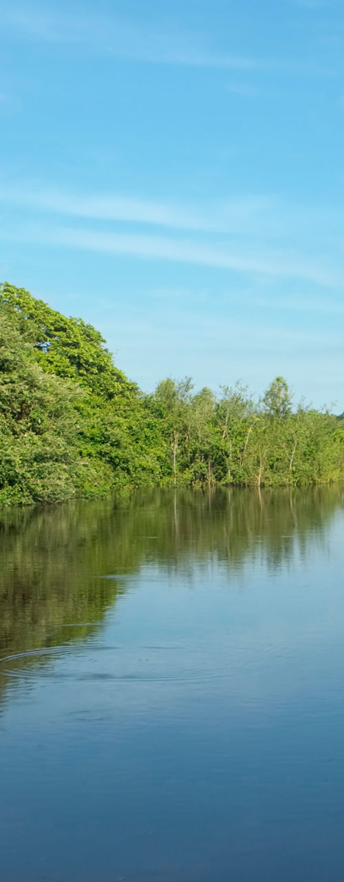 Serene tropical river surrounded by lush greenery