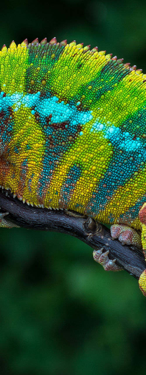 Colorful chameleon perched on branch
