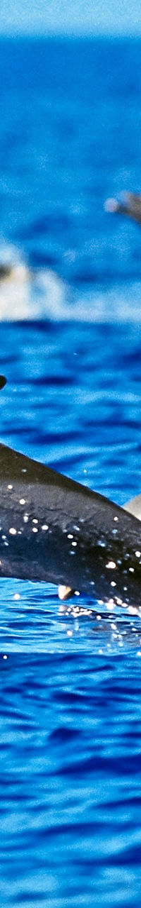 Dolphins leaping in ocean waters