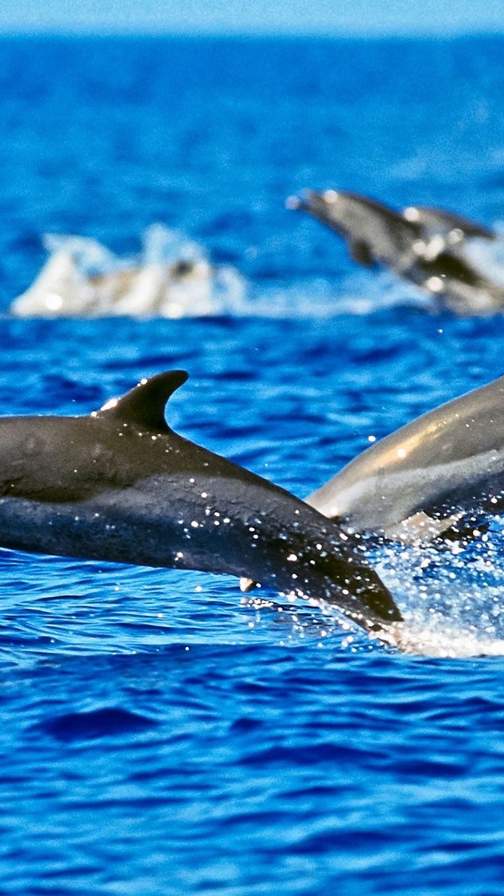 Dolphins leaping in ocean waters