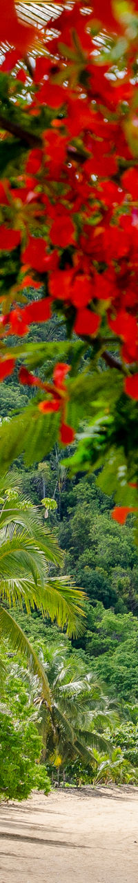 Tropical beach with vibrant red flowers