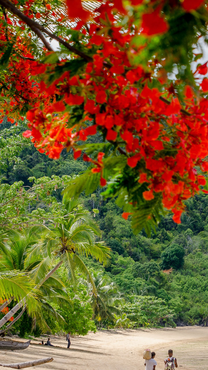 Tropical beach with vibrant red flowers