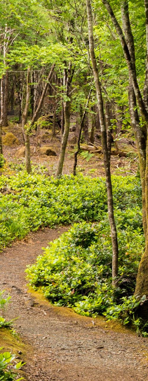 Serene forest trail with lush greenery