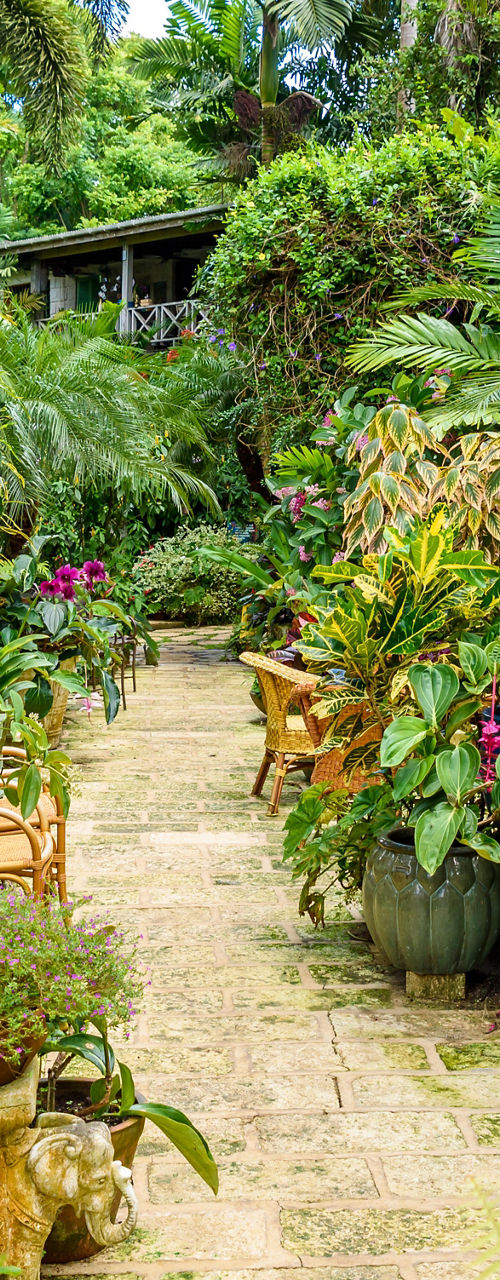 Lush Tropical Garden with Potted Plants