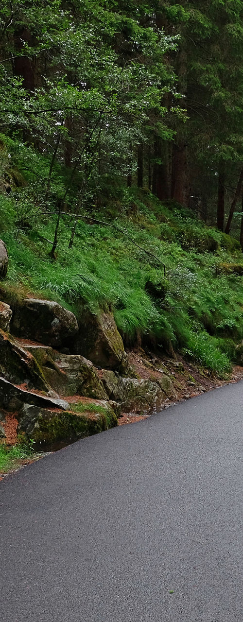 Serene forest path on a rainy day
