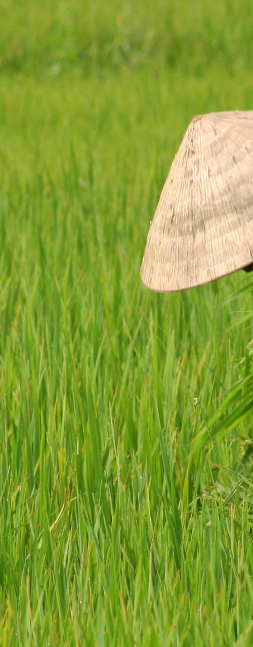 Farmer harvesting rice in lush green field