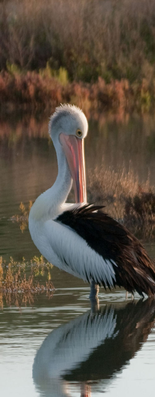 Pelican standing in calm wetland water