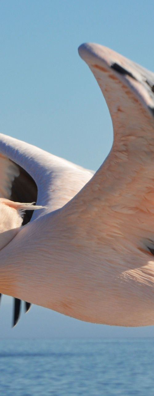 Pelican soaring over calm ocean waters
