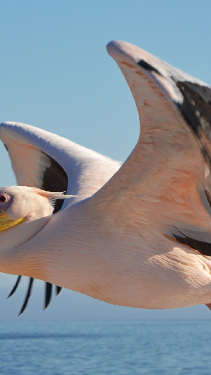 Pelican soaring over calm ocean waters