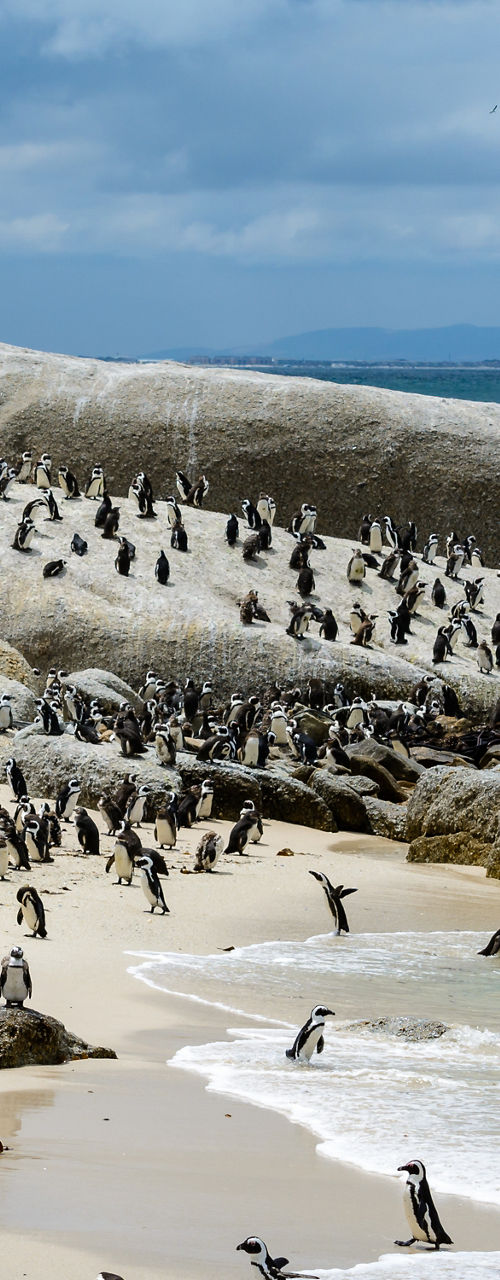 Colony of penguins on rocky beach