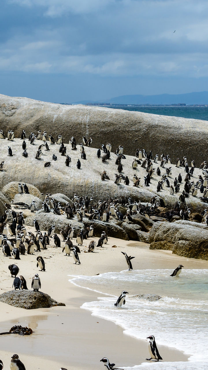 Boulders Beach & Kalk Bay