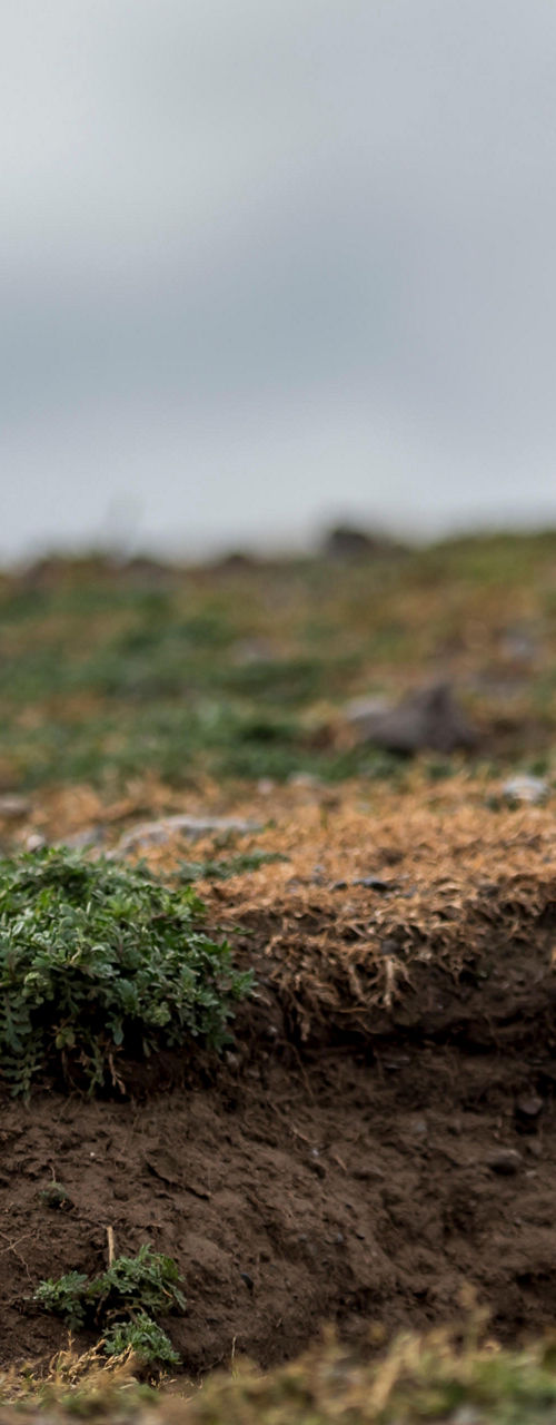 Magellanic penguin in natural habitat
