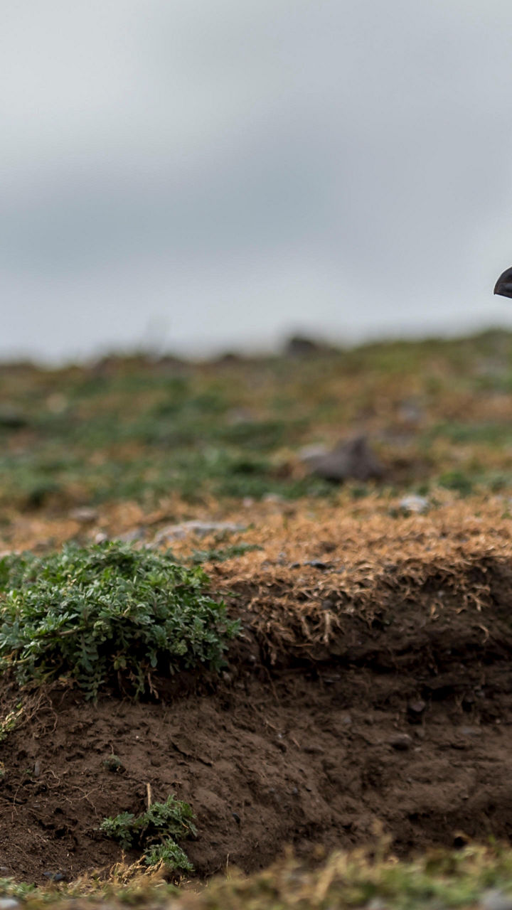 Magellanic penguin in natural habitat