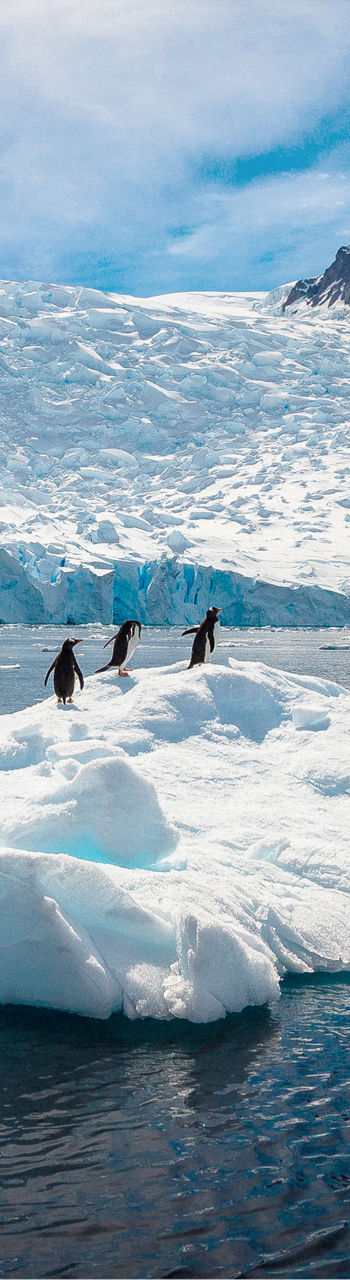 Penguins on iceberg in icy Antarctic waters