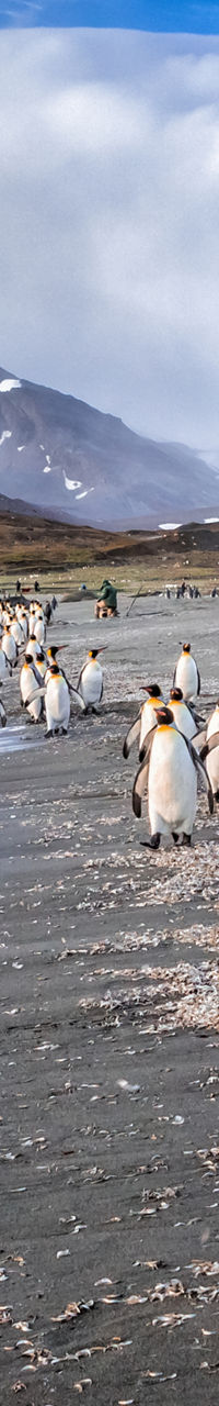 King penguins on snowy beach landscape