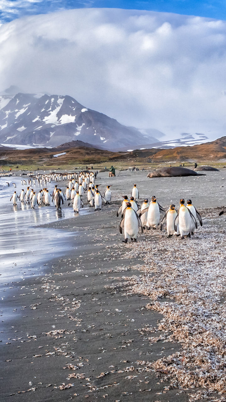 King penguins on snowy beach landscape