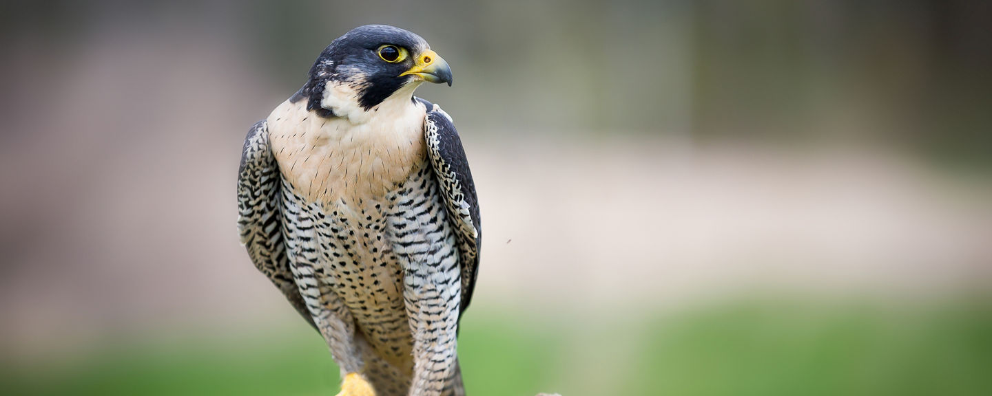 Peregrine falcon perched on tree stump