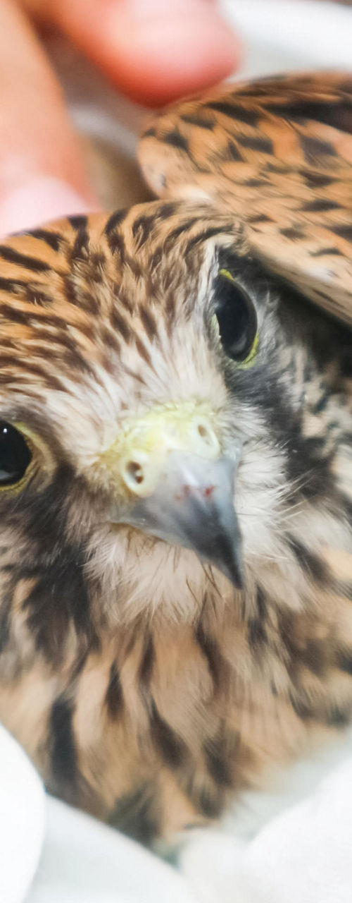 Close-up of rescued falcon in hands