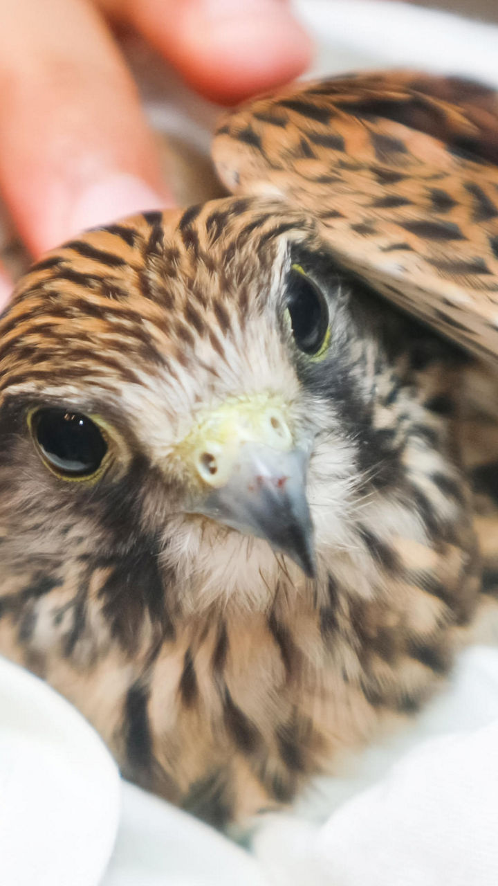 Krka National Park & Dubrava Falconry Center