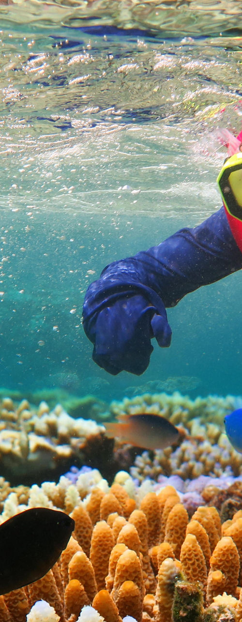 Snorkeler exploring vibrant coral reef underwater