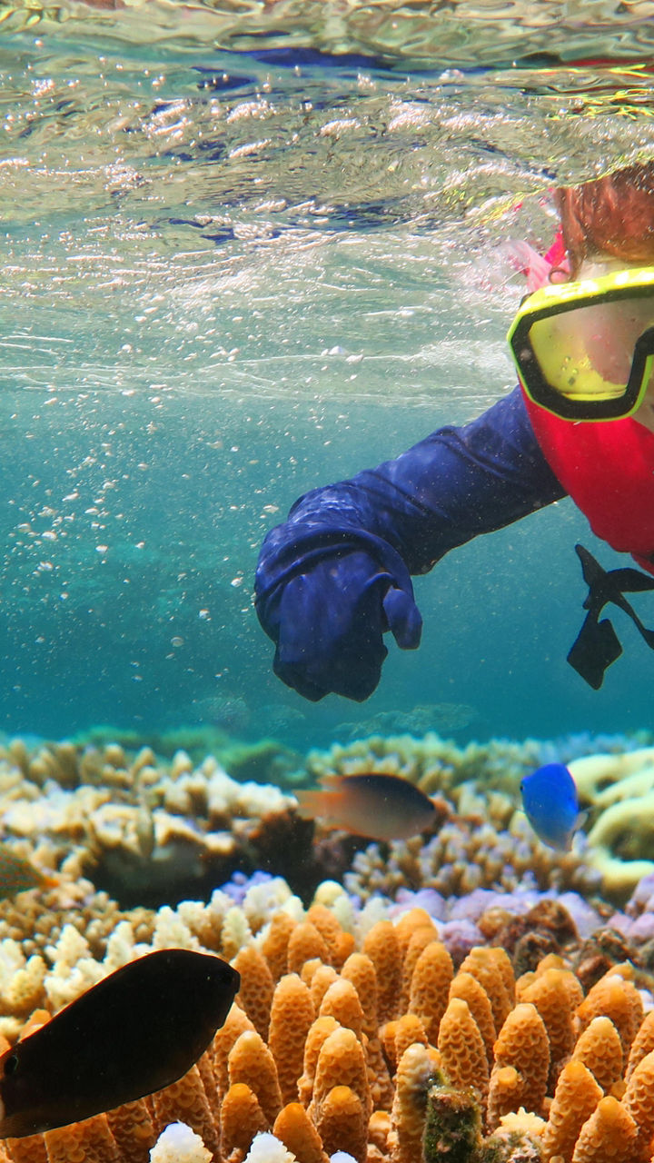 Great Barrier Reef Snorkeling & Boat Cruise