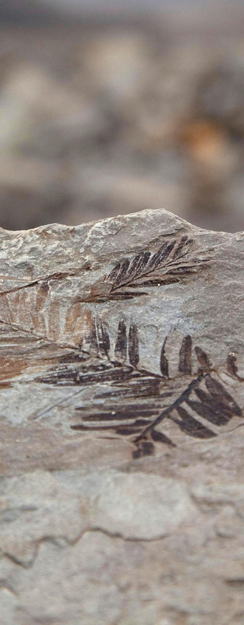 Fossilized fern on rocky terrain