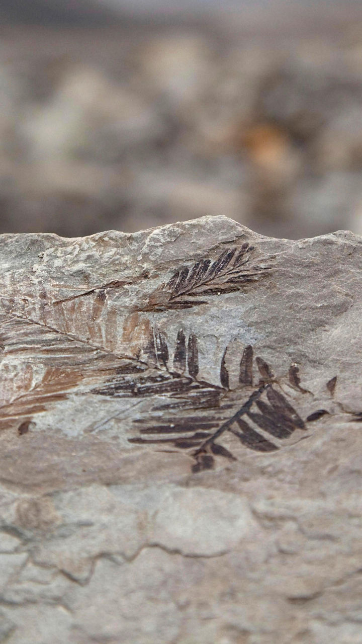 Fossil Hunting